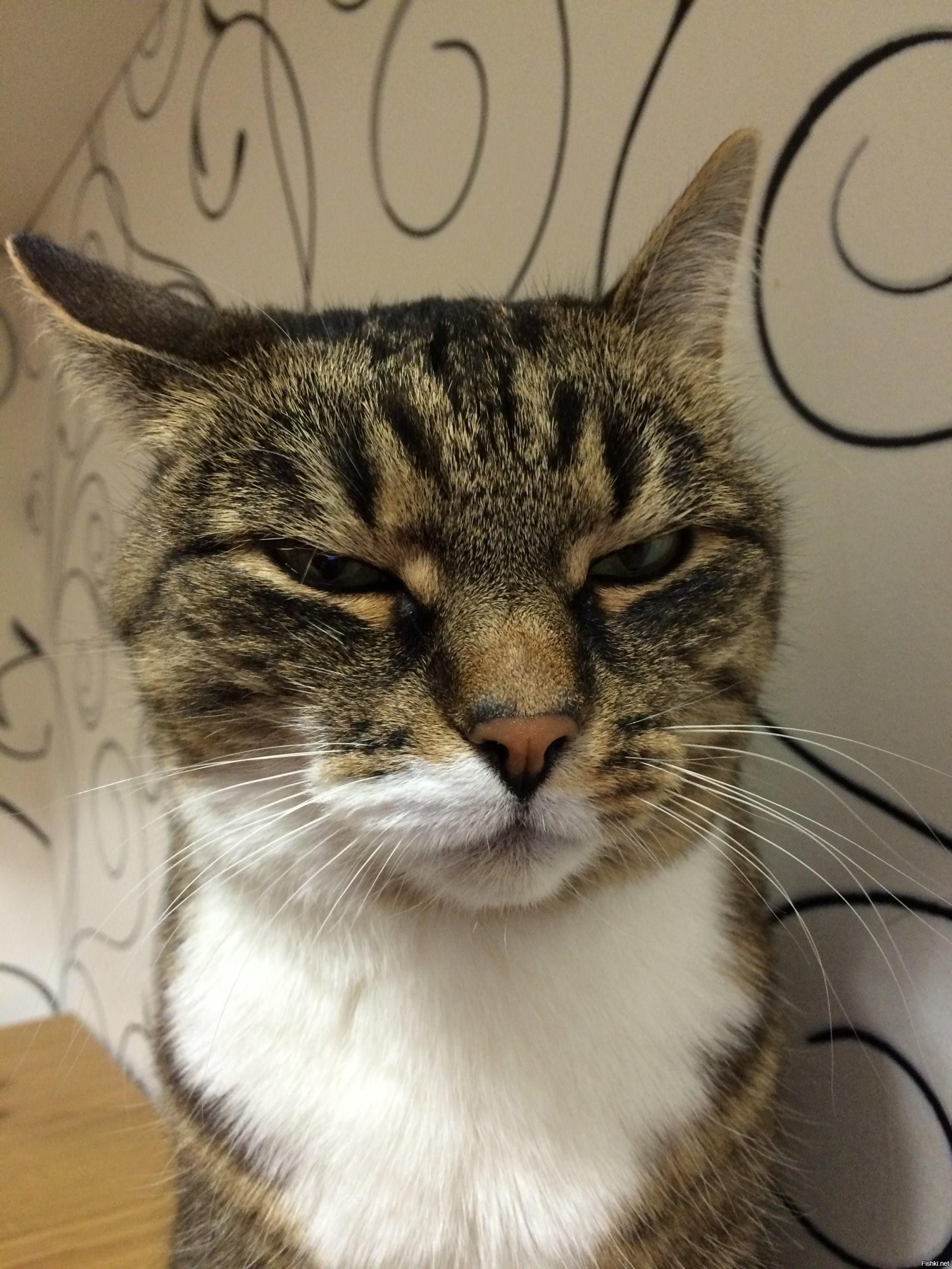 Кот